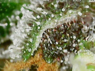 Screenshot_20210402-175908_OTG View