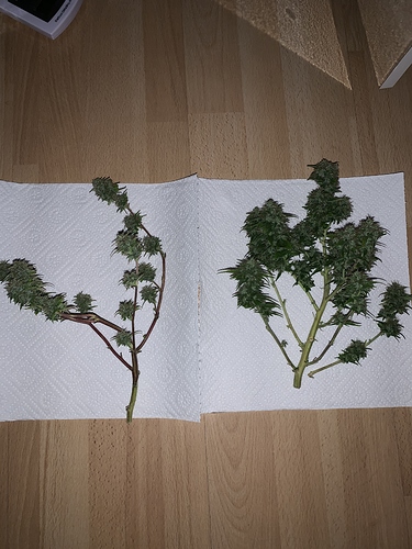 Growreport Bild 4