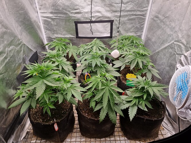 Growreport Bild 2