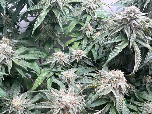 Growreport Bild 12
