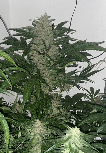 Growreport Bild 5