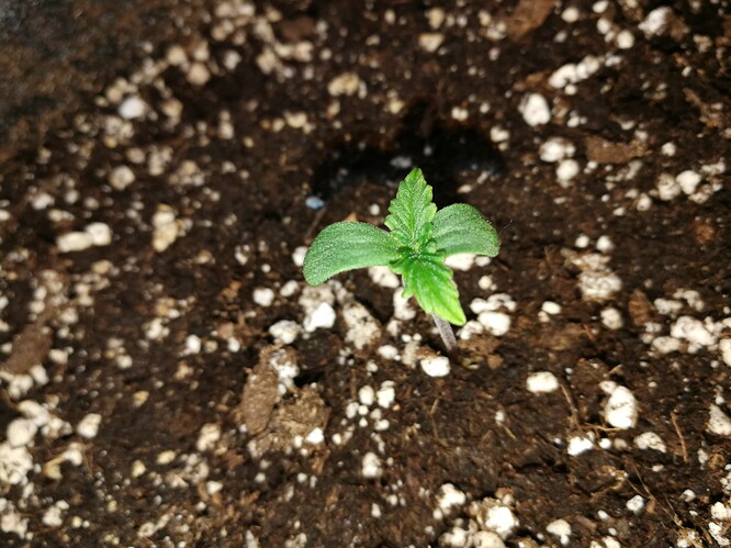 Growreport Bild 111