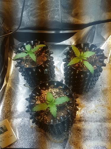 Growreport Bild 31