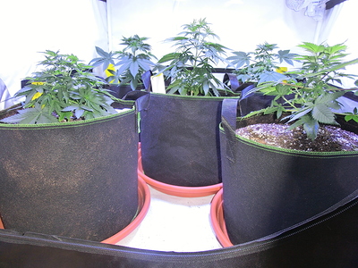 Mehrere junge Cannabispflanzen in Stofftöpfen, die sich in der Wachstumsphase befinden.