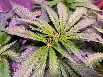 Growreport Bild 23