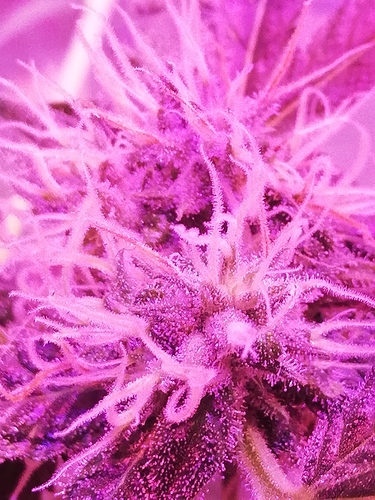 Growreport Bild 12
