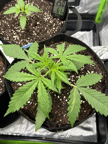 Growreport Bild 35