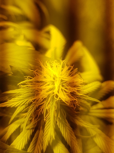 Growreport Bild 4
