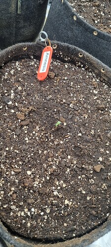 Growreport Bild 39