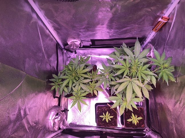 Growreport Bild 17