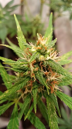Growreport Bild 33