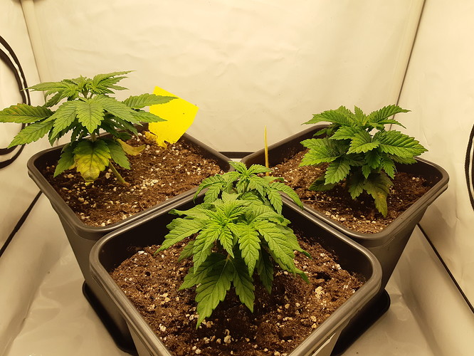 Growreport Bild 14