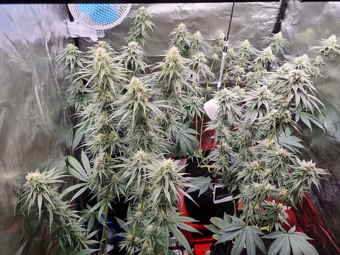 Growreport Bild 1