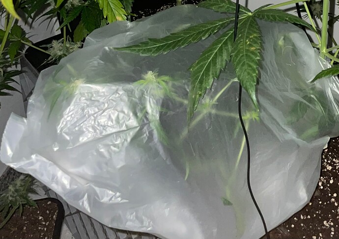 Growreport Bild 5