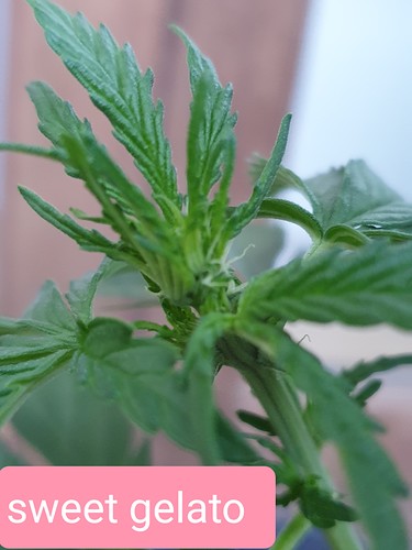 Growreport Bild 12