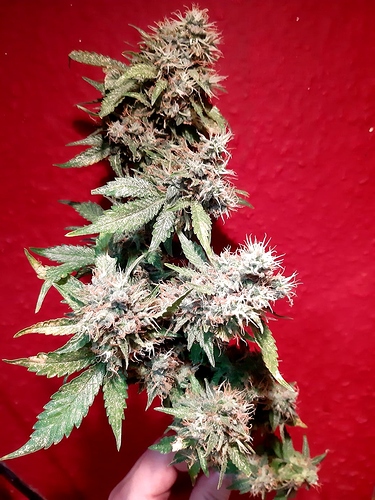 Growreport Bild 5