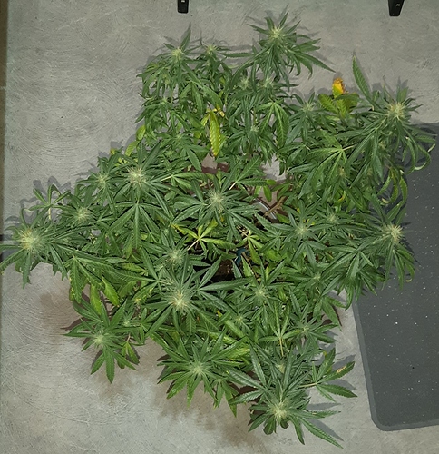 Growreport Bild 12