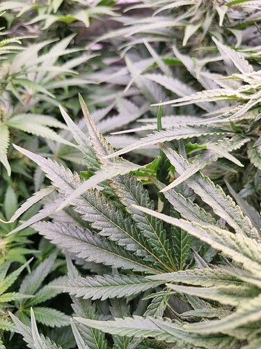 Growreport Bild 13