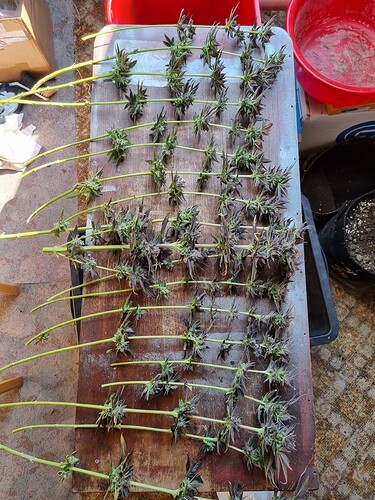 Growreport Bild 12
