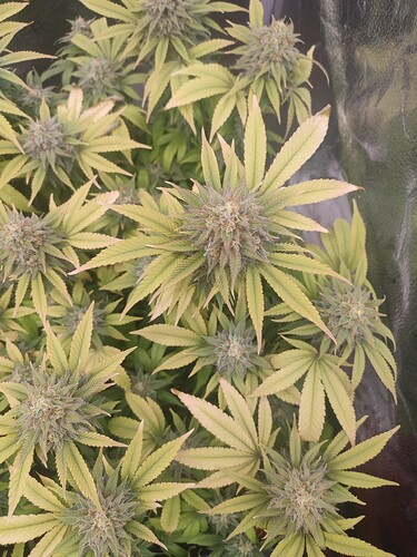 Growreport Bild 16