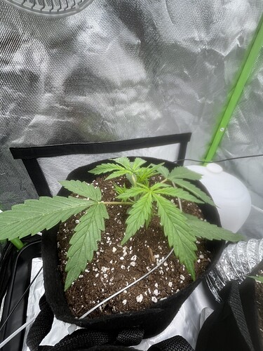 Growreport Bild 29
