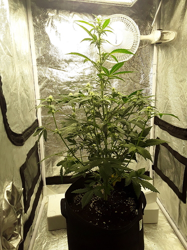Growreport Bild 6