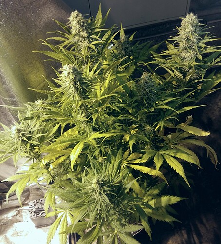 Growreport Bild 4