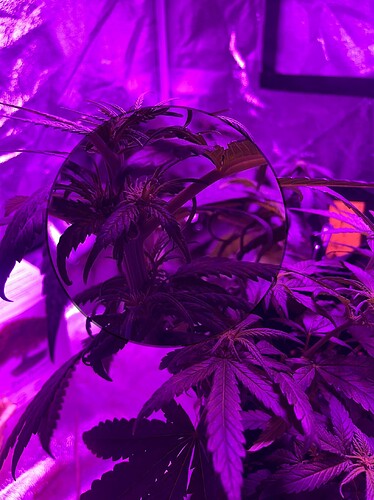 Growreport Bild 33
