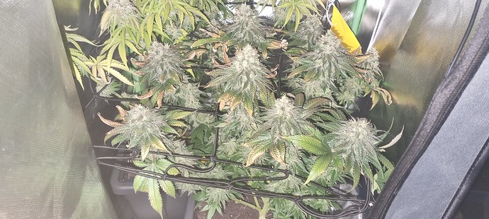 Growreport Bild 32