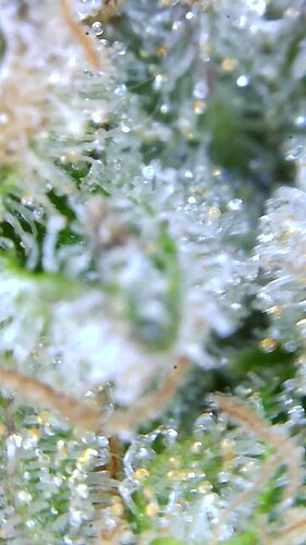 Growreport Bild 3