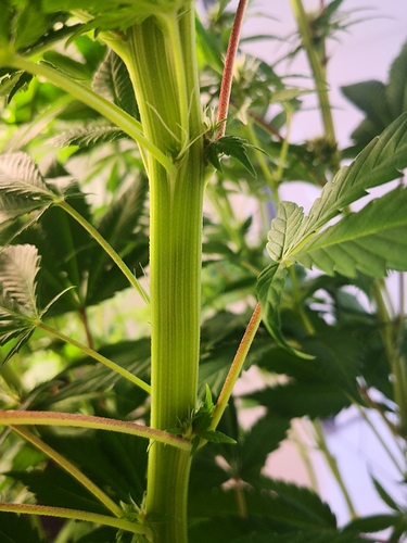Growreport Bild 19