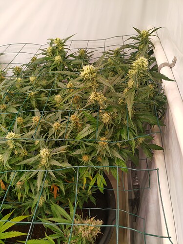 Growreport Bild 6