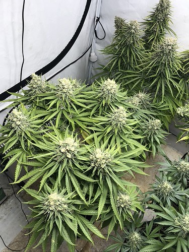 Growreport Bild 8