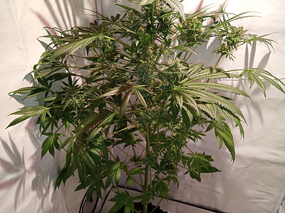Growreport Bild 4