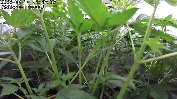 Grow ⛺ - 2022-06-10 21.17.37