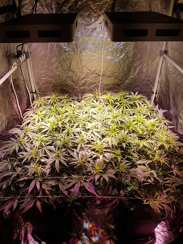 Growreport Bild 7