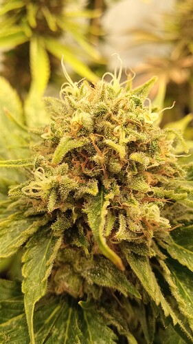 Growreport Bild 23