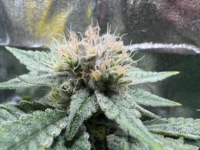 Growreport Bild 27