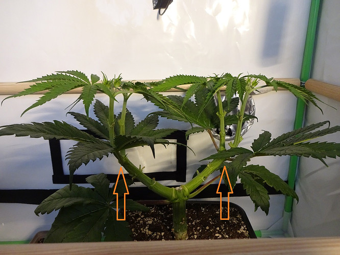 Growreport Bild 1
