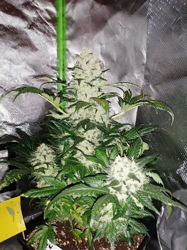 Growreport Bild 4