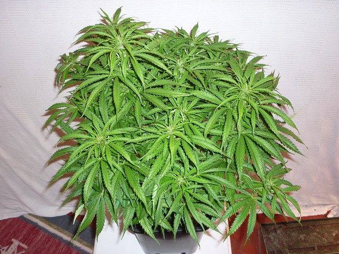 Growreport Bild 3