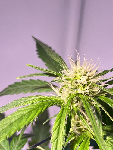 Growreport Bild 5
