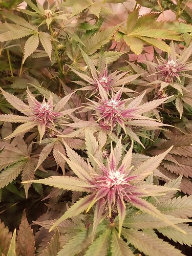 Growreport Bild 46
