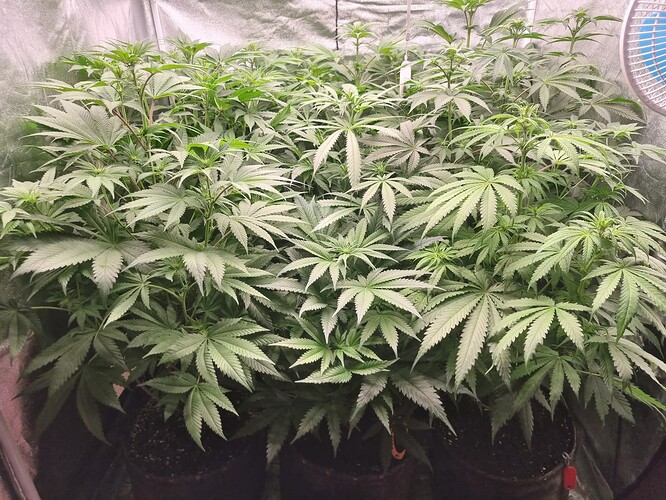 Growreport Bild 8