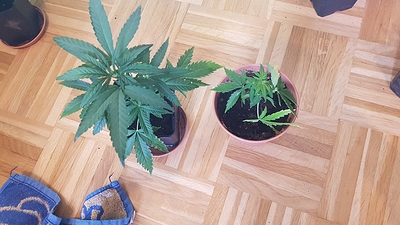 Growreport Bild 22