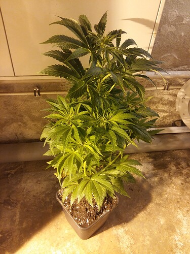 Growreport Bild 2