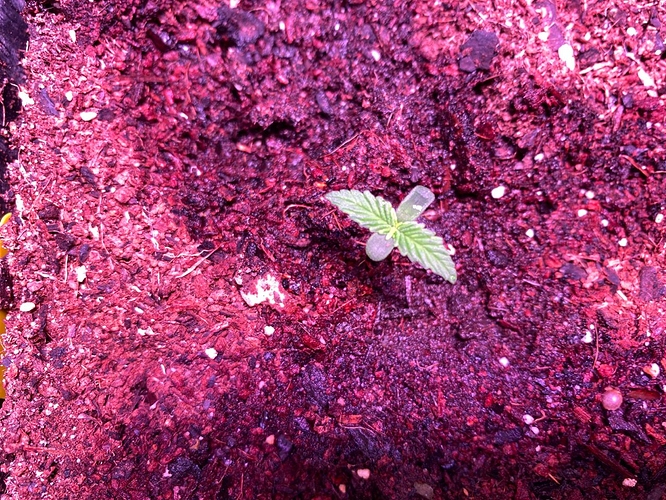 Growreport Bild 5