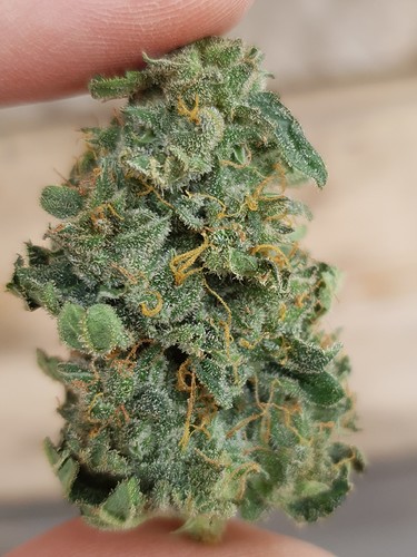 Growreport Bild 15