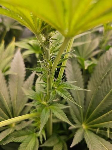 Growreport Bild 27