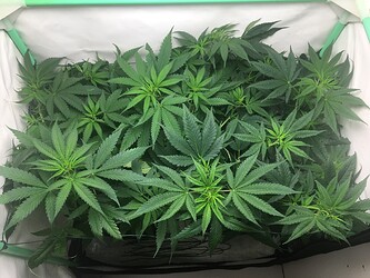 Growreport Bild 21